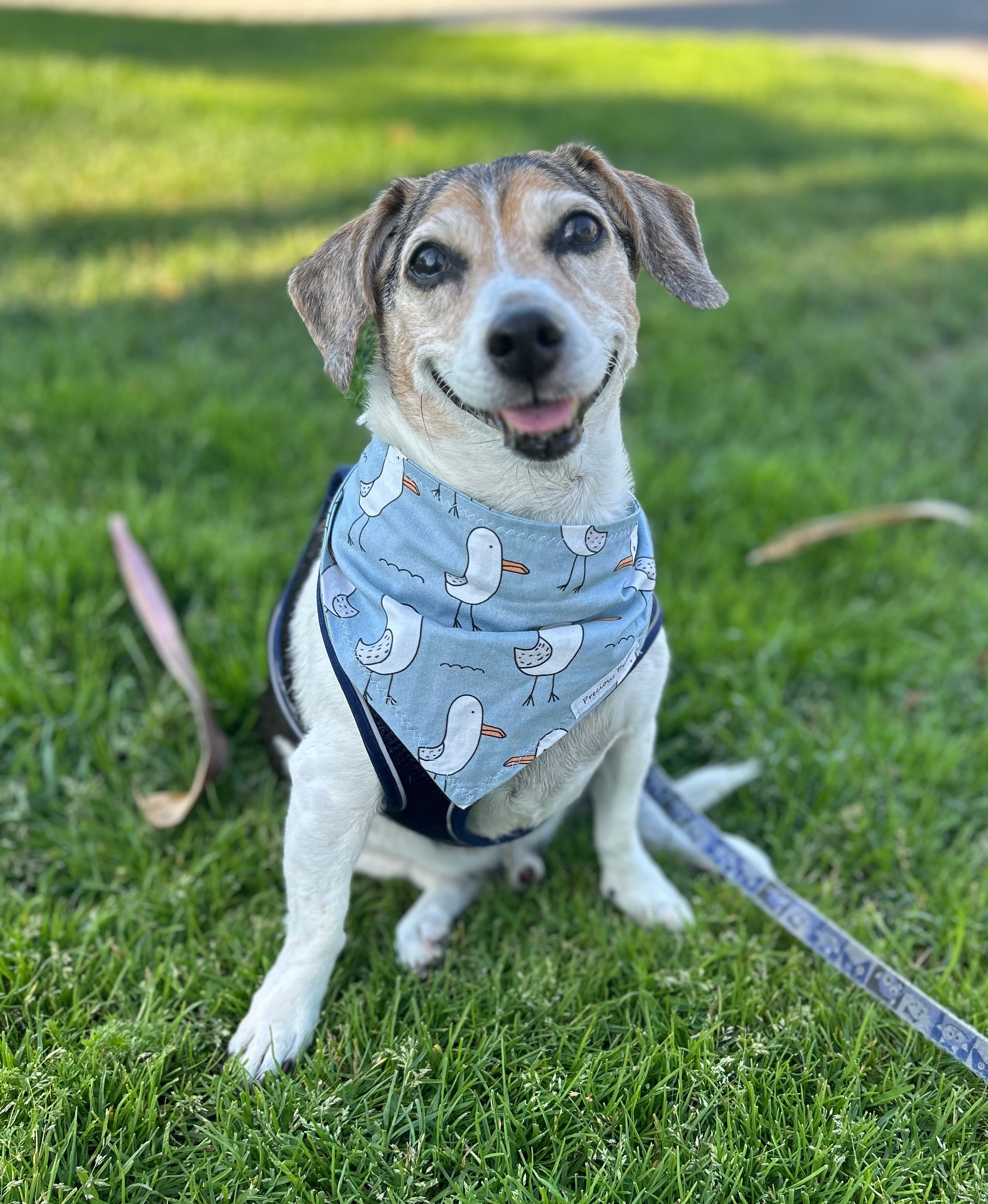 Varsity Custom Pet Quarter Crew